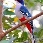 Excursiones en la Cienaga de Zapata