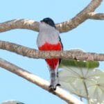 Excursiones Cienaga de zapata
