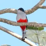 Excursiones Cienaga de zapata